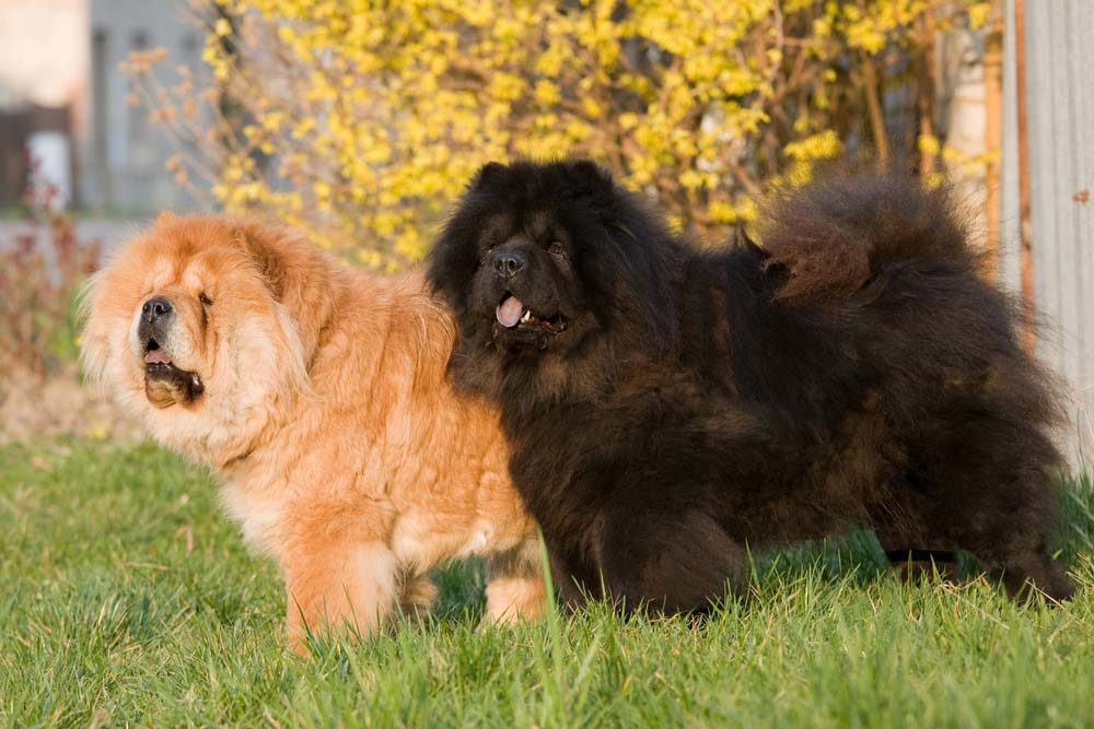 Raza Chow Chow