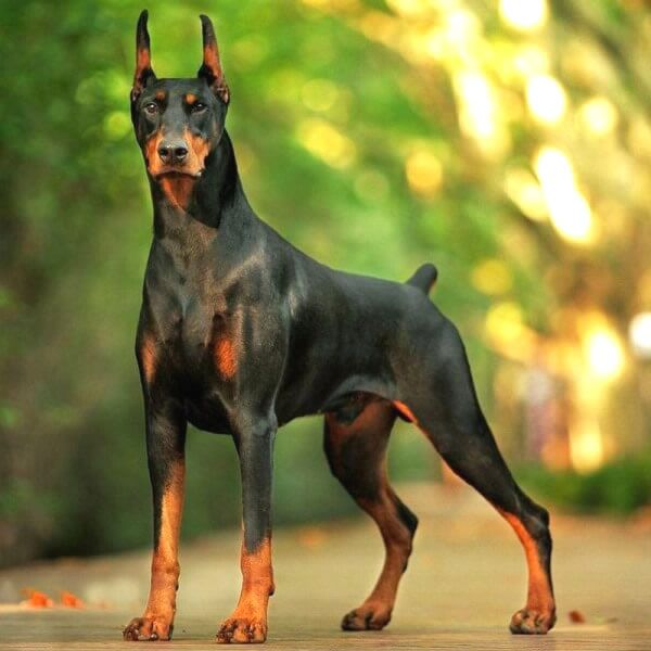 Raza Doberman