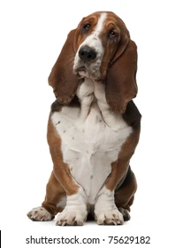 Raza de perro Basset Hound