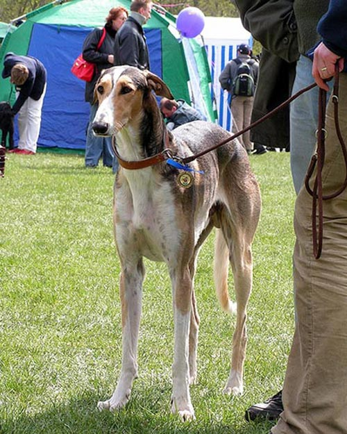 Raza de perro Lebrel Polaco