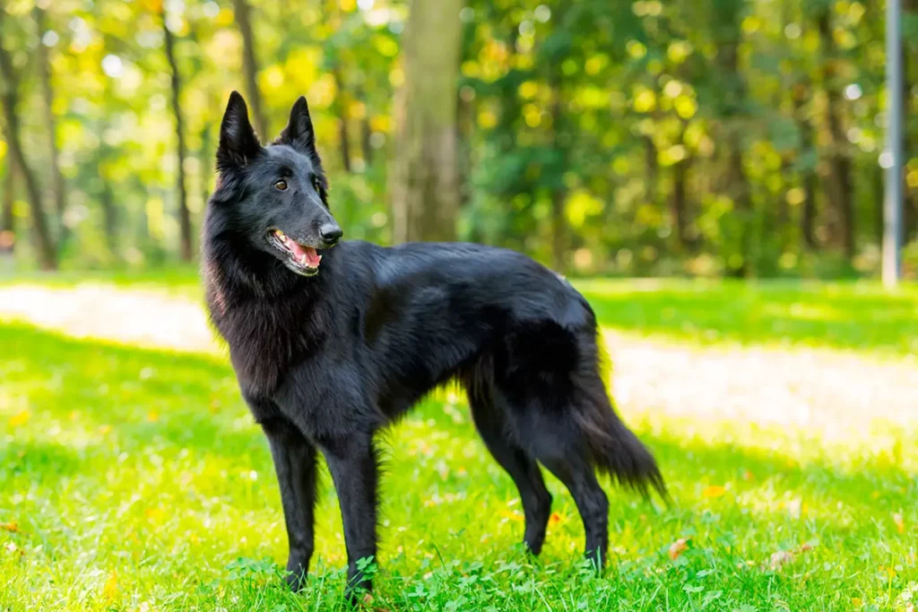 pastor belga groenendael