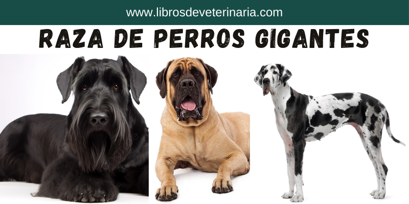 Razas De Perros Gigantes