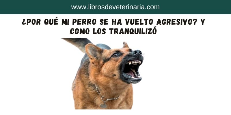 ¿Por qué mi perro se ha vuelto agresivo y como los tranquilizó