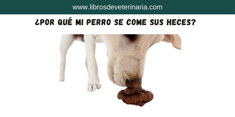 ¿Por qué mi perro se come sus heces