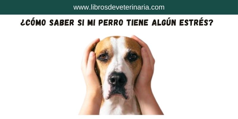 ¿Cómo saber si mi perro tiene algún estrés