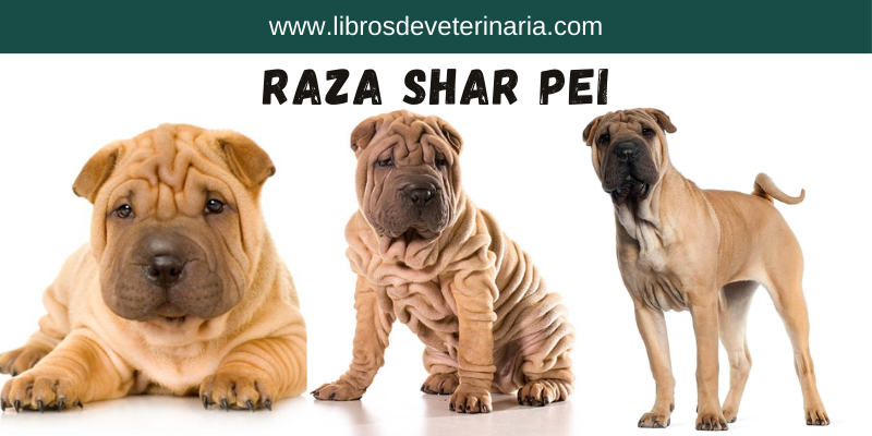 Raza Shar Pei