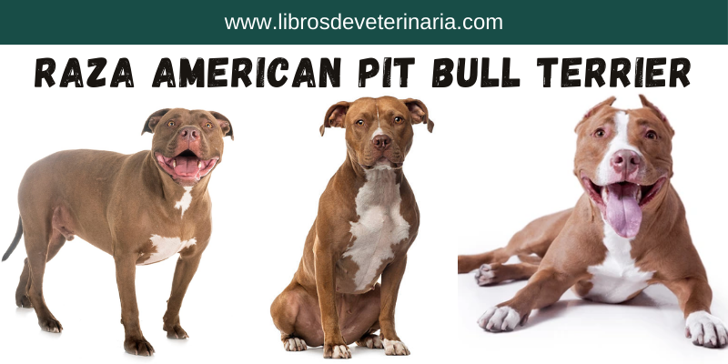 Raza American Pit Bull Terrier