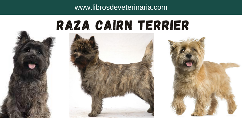 Raza Cairn Terrier