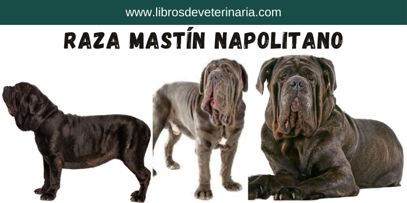 Raza Mastín Napolitano