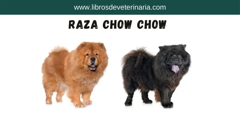 Raza Chow Chow