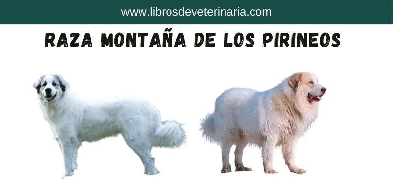 Raza Montaña de los Pirineos