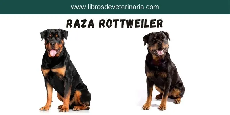 Raza Rottweiler