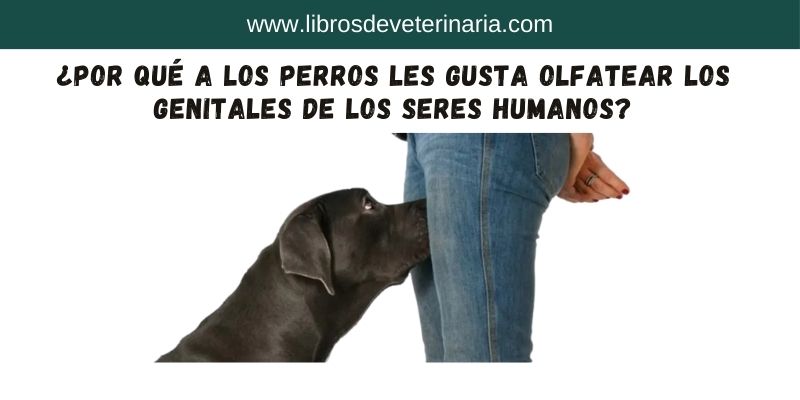 ¿Por qué a los perros les gusta olfatear los genitales de los seres humanos