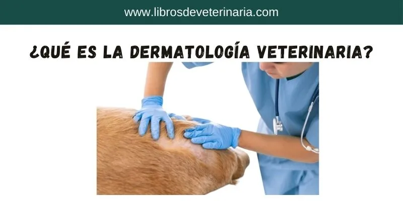 ¿Qué es la dermatología veterinaria