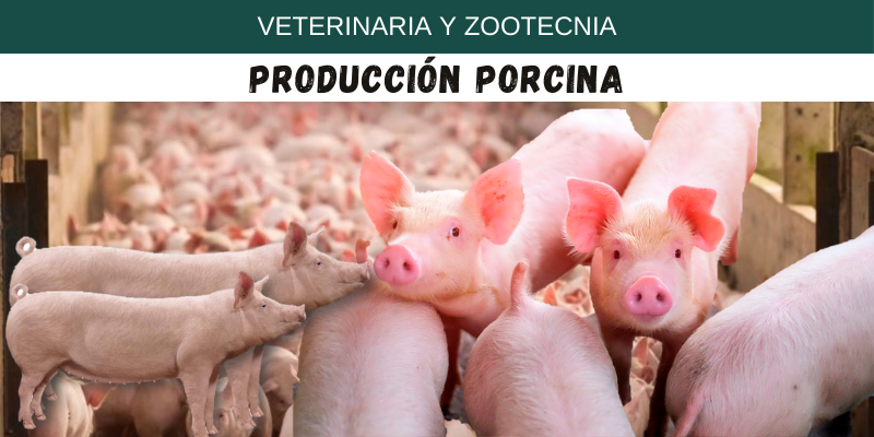 Producción porcina