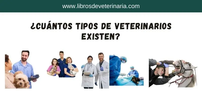 ¿Cuántos tipos de veterinarios existen