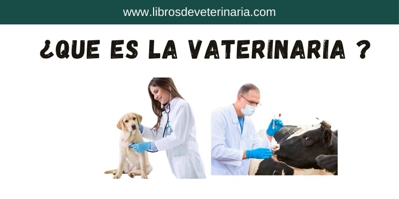 Qué es la Veterinaria