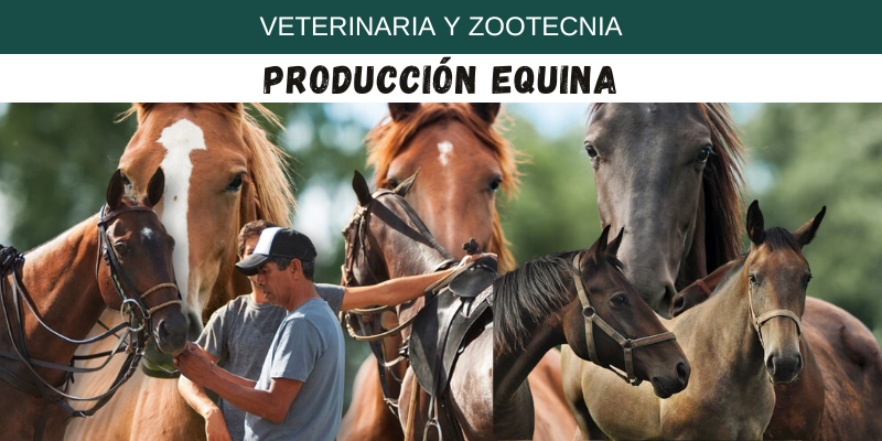 Producción Equina