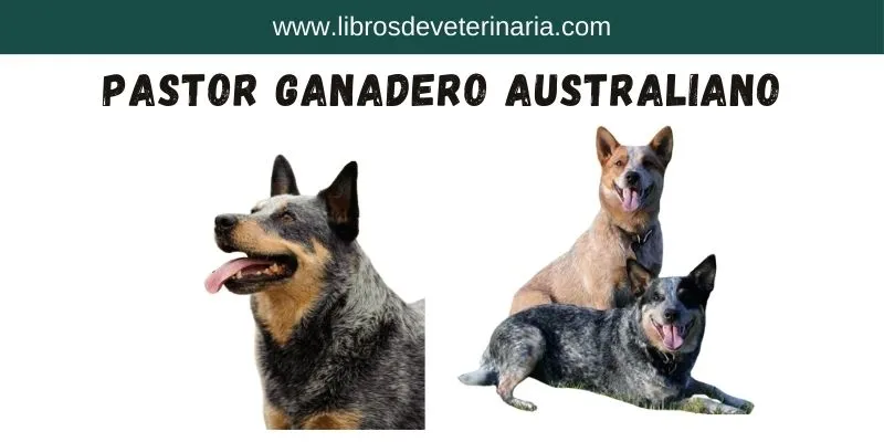 Pastor Ganadero Australiano