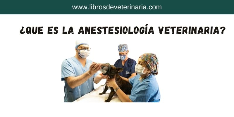 ¿Que es la anestesiología Veterinaria