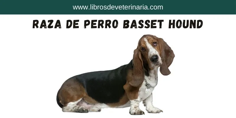 Raza Raza de Perro Basset