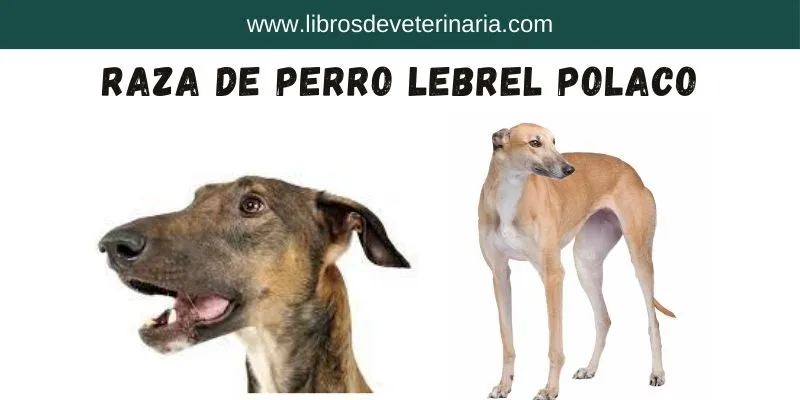 Raza de Perro Lebrel Polaco