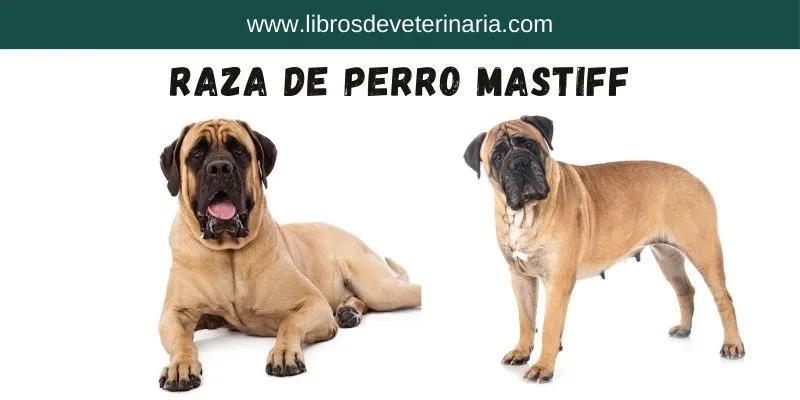 Raza de Perro Mastiff