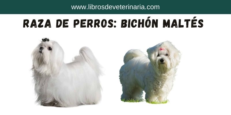 Raza de perro Bichón Maltés