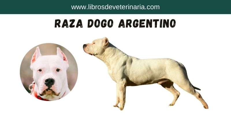 Raza de perro Dogo Argentino