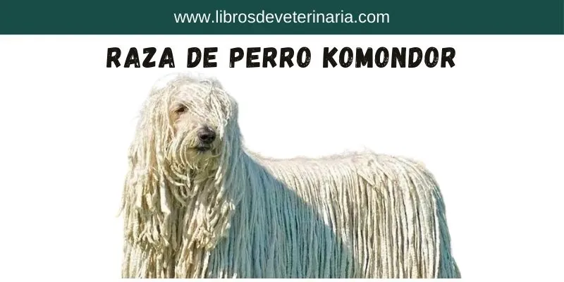 Raza-de-perro-Komondor