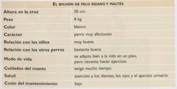 Características de la raza  de perro Bichón Maltés