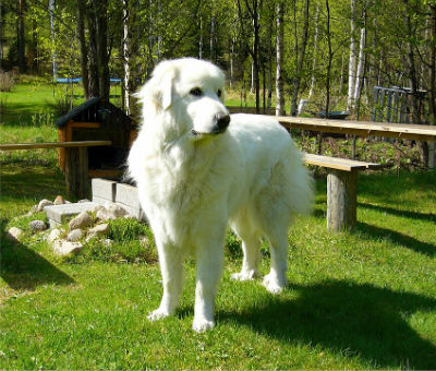 Raza Montaña de los Pirineos