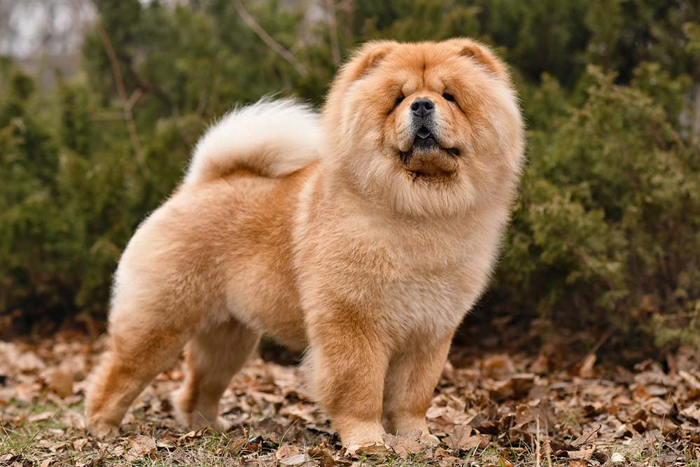 raza Chow Chow