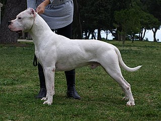 Raza Dogo Argentino