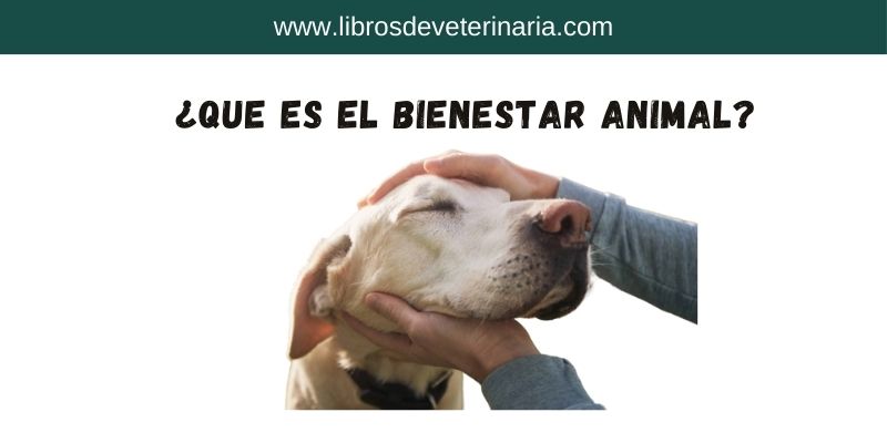 ¿Que es el Bienestar Animal 