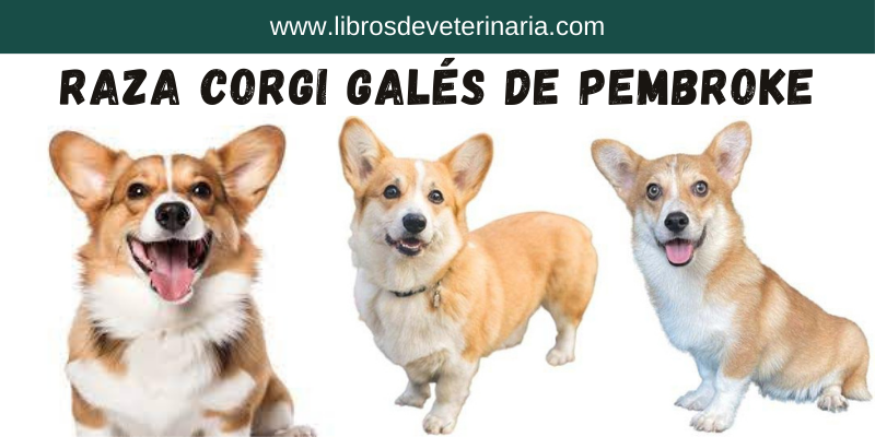 Raza de Perros Corgi Galés de Pembroke