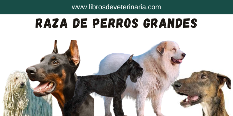 Razas de perros Grandes