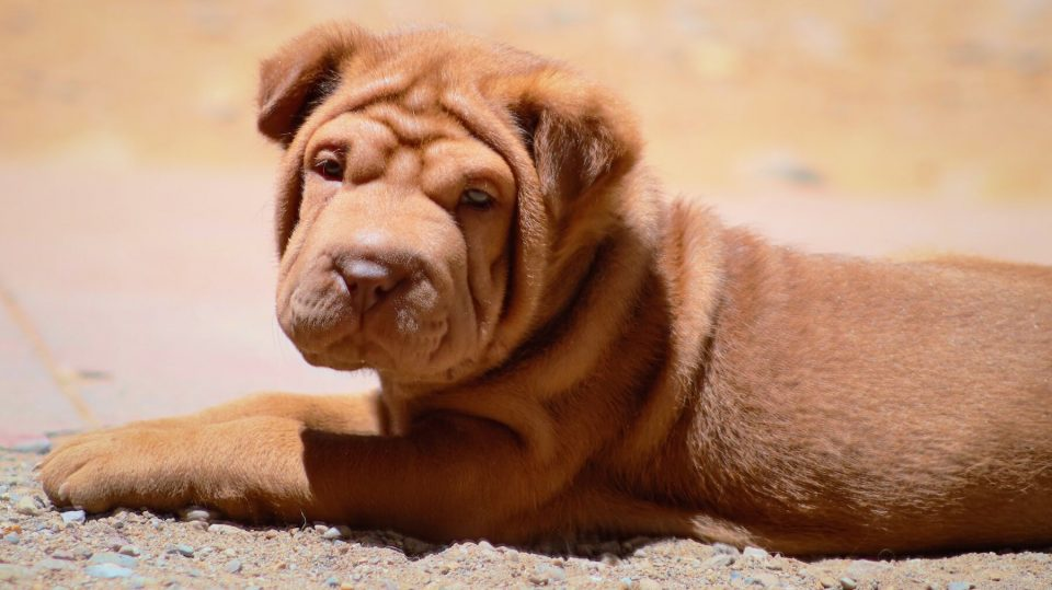 Raza Shar Pei