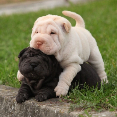 Raza Shar Pei