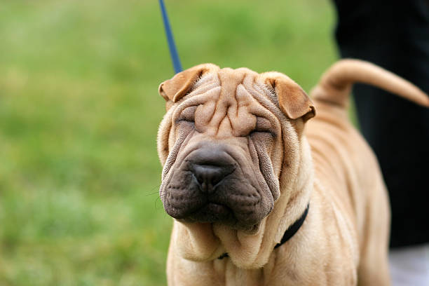 Raza Shar Pei