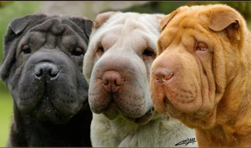 Raza Shar Pei