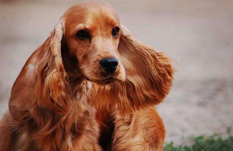 RAZA COCKER SPANIEL AMERICANO