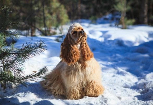 RAZA COCKER SPANIEL AMERICANO