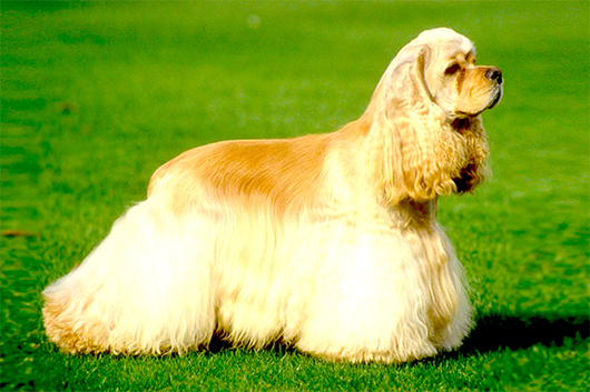 RAZA COCKER SPANIEL AMERICANO