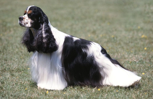 RAZA COCKER SPANIEL AMERICANO