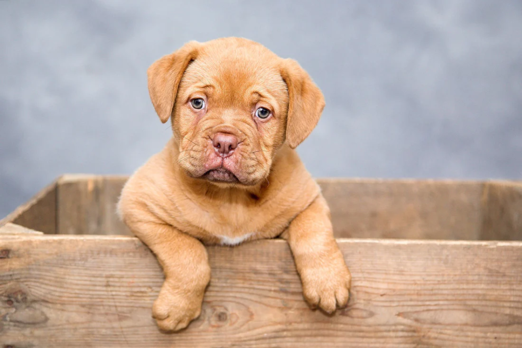 Raza de Perro Boxer