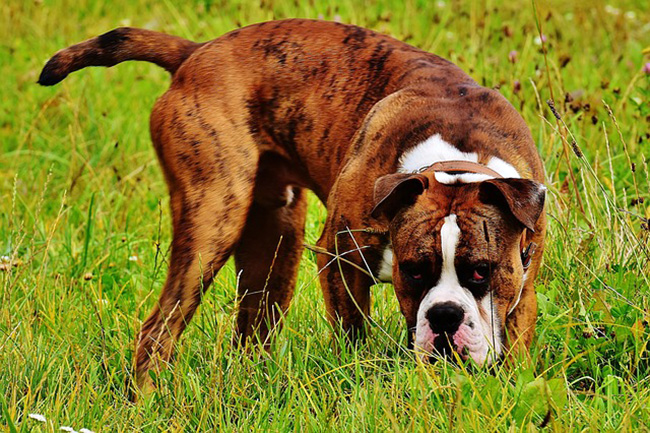 Raza de Perro Boxer