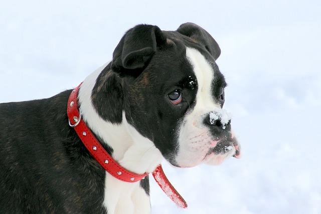 Raza de Perro Boxer