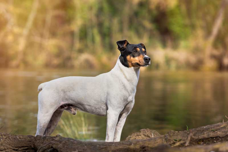 Perro Ratonero-Bodeguero Andaluz