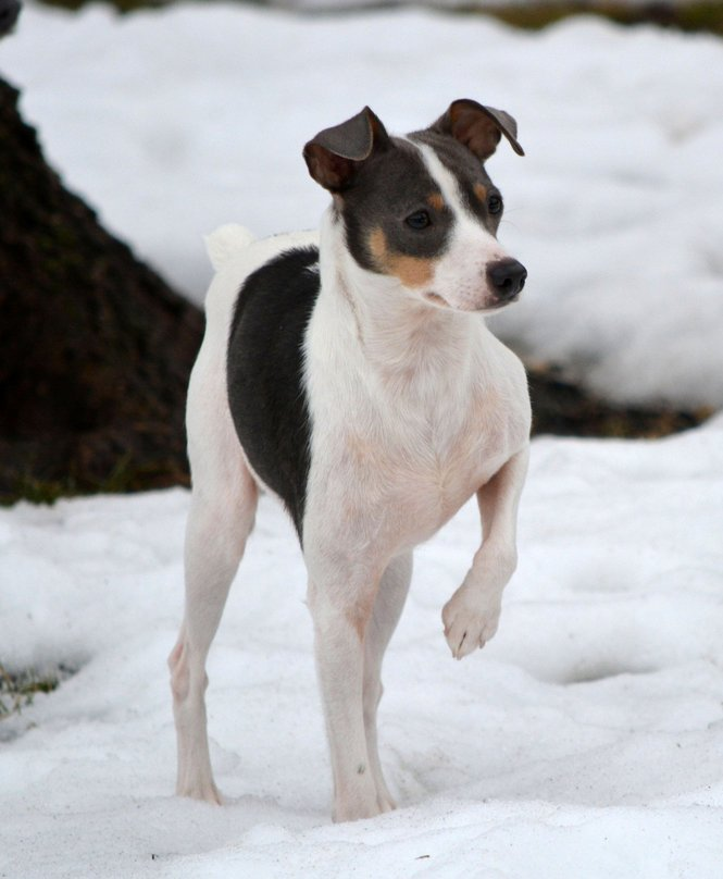 Perro Ratonero-Bodeguero Andaluz